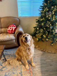 photo of dog in front of chair and Christmas tree